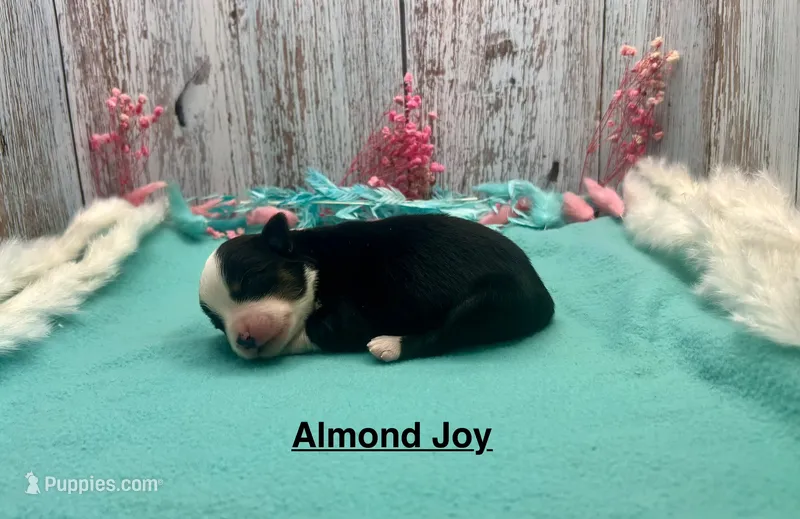 Toy Mini Black Tri Almond Joy – Miniature Australian Shepherd puppy for sale in Quartzsite, AZ