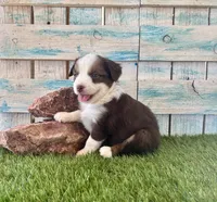 Gorgeous Red Tri Blue Eyes , a male Toy Australian Shepherd for sale in Quartzsite, AZ – 8 of 10