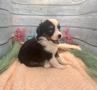Toy Mini Blue Eyes Black Tri Almond Joy, a female Miniature Australian Shepherd for sale in Quartzsite, AZ – 2 of 9