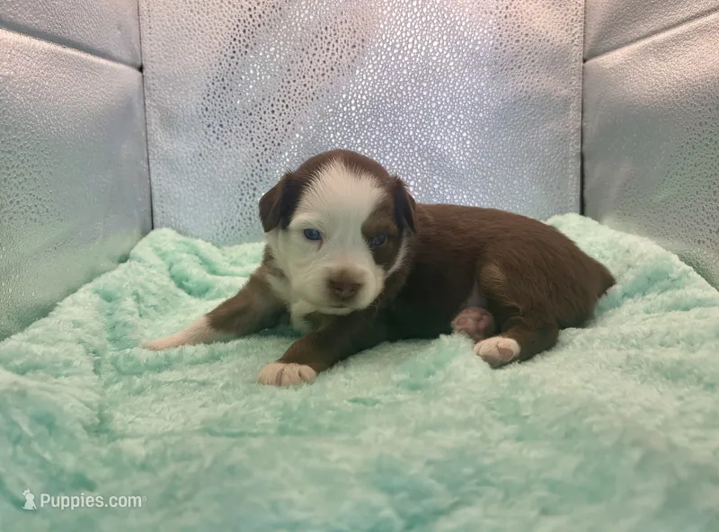 Toy Red Tri Blue Eyes  – Toy Australian Shepherd puppy for sale in Quartzsite, AZ