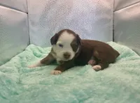 Toy Red Tri Blue Eyes , a male Toy Australian Shepherd for sale in Quartzsite, AZ – 1 of 7