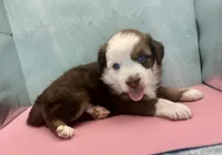 Toy Mini Red Tri Baby Boy Blue Eyes, a male Miniature Australian Shepherd for sale in Quartzsite, AZ – 5 of 8