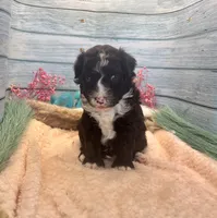 F1 Toy Mini Tuxedo Bi Black Scottsdale, a male Miniature Aussiedoodle for sale in Quartzsite, AZ – 3 of 10