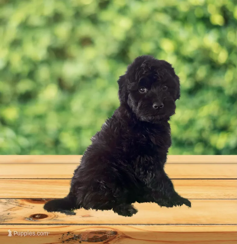 F1 Gorgeous Toy Mini Black Mesa  – Miniature Aussiedoodle puppy for sale in Quartzsite, AZ
