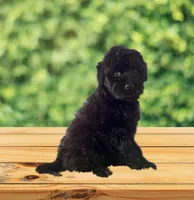 F1 Gorgeous Toy Mini Black Mesa , a female Miniature Aussiedoodle for sale in Quartzsite, AZ – 1 of 4