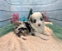 Toy Mini Blue Merle Blue Eyes Baby Ruth, a female Miniature Australian Shepherd for sale in Quartzsite, AZ – 10 of 10