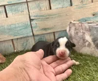 Toy Beautiful Black Tri , a female Toy Australian Shepherd for sale in Quartzsite, AZ – 3 of 7