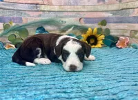 Toy Mini F1 Red Tri Tuxedo Sweetheart , a male Miniature Aussiedoodle for sale in Quartzsite, AZ – 3 of 10