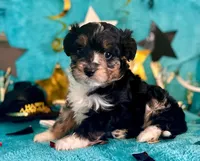 Coming Soon F1 Expecting All Colors , a  Aussiedoodle for sale in Quartzsite, AZ – 1 of 10
