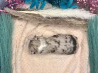 Toy Mini Red Merle Sunday , a female Miniature Australian Shepherd for sale in Quartzsite, AZ – 5 of 5