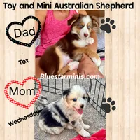 Toy Mini Red Merle Blue Eyes Sunday, a female Toy Australian Shepherd for sale in Quartzsite, AZ – 10 of 10