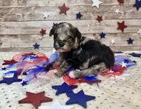 F2B Miniature Blue Merle Gorgeous , a female Aussiedoodle for sale in Quartzsite, AZ – 6 of 10