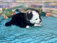 Split Face F1 Toy Mini Black Tri Beautiful , a male Miniature Aussiedoodle for sale in Quartzsite, AZ – 9 of 10