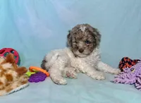 Mini Red Merle Parti F2B , a male Aussiedoodle for sale in Quartzsite, AZ – 1 of 7