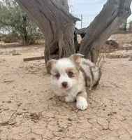 Gorgeous Toy Red Merle Blue Eyes, a female Toy Australian Shepherd for sale in Quartzsite, AZ – 4 of 7
