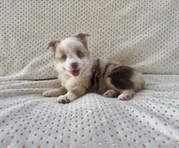 Toy Mini Red Merle Blue Eyes Sunday, a female Toy Australian Shepherd for sale in Quartzsite, AZ – 8 of 10