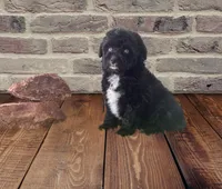 F1 Black and White Tuxedo Bi 2 Blue Eyes , a female Aussiedoodle for sale in Quartzsite, AZ – 2 of 8
