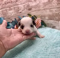 Toy Mini Blue Merle Baby Ruth Blue Eyes, a female Miniature Australian Shepherd for sale in Quartzsite, AZ – 3 of 10