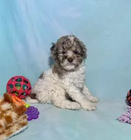 Mini Red Merle Parti F2B , a male Aussiedoodle for sale in Quartzsite, AZ – 4 of 7
