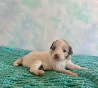 Toy Mini F1B Red Merle Parti Peach, a female Miniature Aussiedoodle for sale in Quartzsite, AZ – Photo 3 of 9