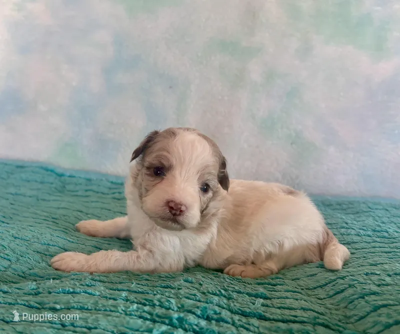 Toy Mini F1B Red Merle Parti Peach