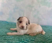 Toy Mini F1B Red Merle Parti Peach, a female Miniature Aussiedoodle for sale in Quartzsite, AZ – Photo 1 of 9