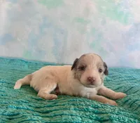 Toy Mini F1B Red Merle Parti Peach, a female Miniature Aussiedoodle for sale in Quartzsite, AZ – Photo 6 of 9