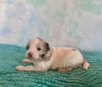 Toy Mini F1B Red Merle Parti Peach, a female Miniature Aussiedoodle for sale in Quartzsite, AZ – Photo 4 of 9
