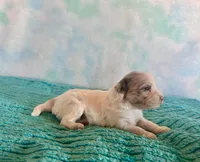 Toy Mini F1B Red Merle Parti Peach, a female Miniature Aussiedoodle for sale in Quartzsite, AZ – Photo 8 of 9