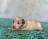 Toy Mini F1B Red Merle Parti Peach, a female Miniature Aussiedoodle for sale in Quartzsite, AZ – Photo 7 of 9