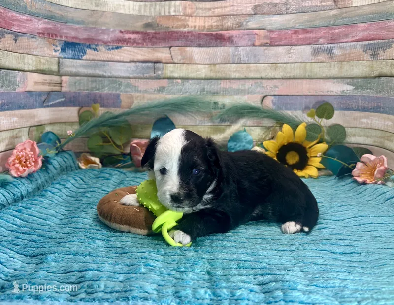 Split Face F1 Toy Mini Black Tri Beautiful  – Miniature Aussiedoodle puppy for sale in Quartzsite, AZ