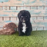 Toy Mini F1 Tuxedo Bi Tempe Blue Eyes, a female Miniature Aussiedoodle for sale in Quartzsite, AZ – 3 of 10