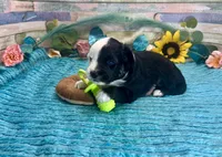 F1 Toy Mini Blue Eyes , a male Miniature Aussiedoodle for sale in Quartzsite, AZ – 2 of 6