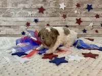 Miniature F2B Red Merle Parti, a male Aussiedoodle for sale in Quartzsite, AZ – 7 of 10