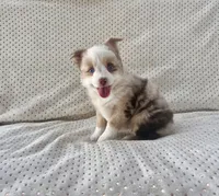 Toy Mini Red Merle Blue Eyes Sunday, a female Toy Australian Shepherd for sale in Quartzsite, AZ – 9 of 10