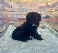 F1 Black and White Tuxedo Bi , a female Aussiedoodle for sale in Quartzsite, AZ – 2 of 4