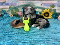 F2B Miniature Blue Merle Sweetheart, a female Aussiedoodle for sale in Quartzsite, AZ – 6 of 10