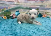 Toy Mini F1 Red Merle Parti , a female Miniature Aussiedoodle for sale in Quartzsite, AZ – 3 of 10