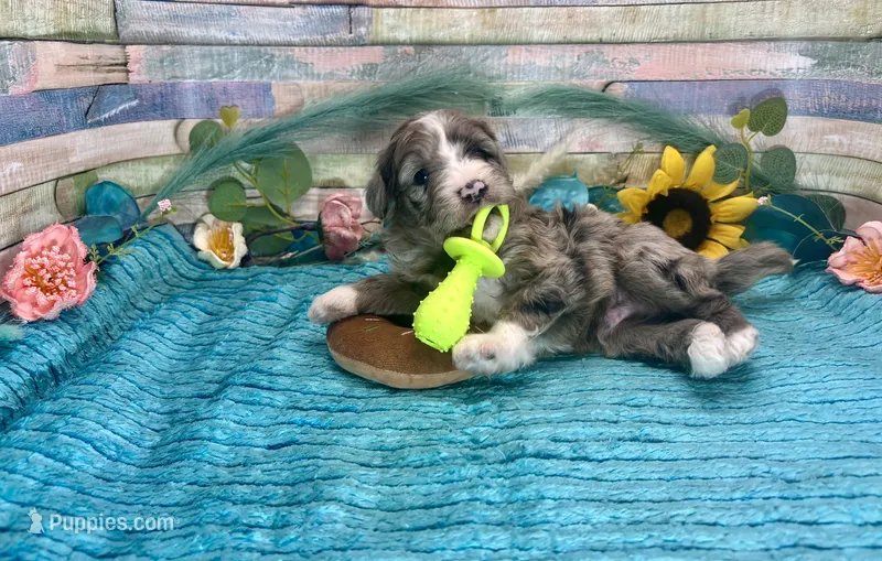 F2B Small Miniature Blue Merle – Aussiedoodle puppy for sale in Quartzsite, AZ
