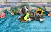 F2B Small Miniature Blue Merle, a male Aussiedoodle for sale in Quartzsite, AZ – 1 of 10