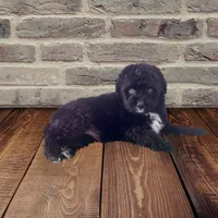 F1 Black and White Tuxedo Bi 2 Blue Eyes , a female Aussiedoodle for sale in Quartzsite, AZ – 3 of 8