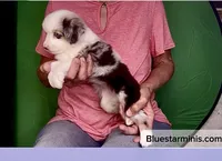 Toy Blue Eyes Blue Merle , a female Toy Australian Shepherd for sale in Quartzsite, AZ – 3 of 6