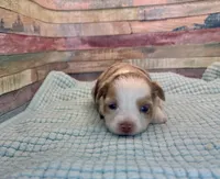 Toy Mini Red Merle Sunday, a female Miniature Australian Shepherd for sale in Quartzsite, AZ – 3 of 8