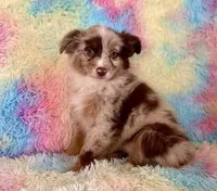 Coming Soon Toy Mini All Colors , a  Toy Australian Shepherd for sale in Quartzsite, AZ – 6 of 10