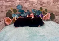 F1 Toy Mini Tuxedo Scottsdale Black , a male Miniature Aussiedoodle for sale in Quartzsite, AZ – 2 of 5