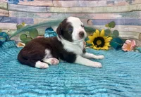 Toy Mini Red Tri Blue Eyes , a male Miniature Australian Shepherd and Toy Australian Shepherd for sale in Quartzsite, AZ – 8 of 10