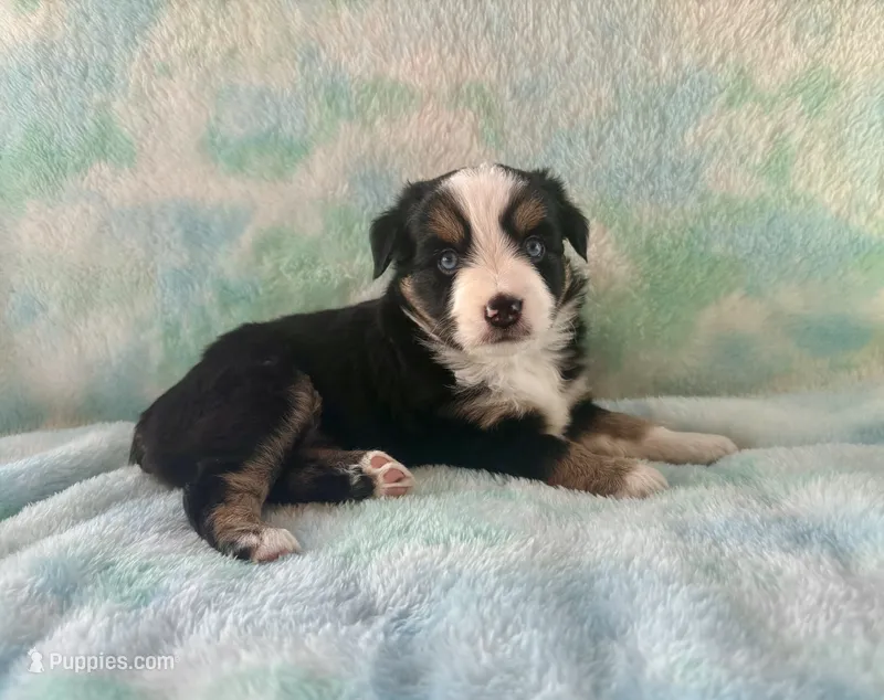 Toy Mini Beautiful Tri  – Toy Australian Shepherd puppy for sale in Quartzsite, AZ