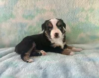 Toy Mini Beautiful Tri , a female Toy Australian Shepherd for sale in Quartzsite, AZ – 1 of 7