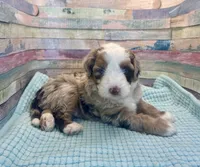 F1 Red Merle , a male Aussiedoodle for sale in Quartzsite, AZ – 4 of 5
