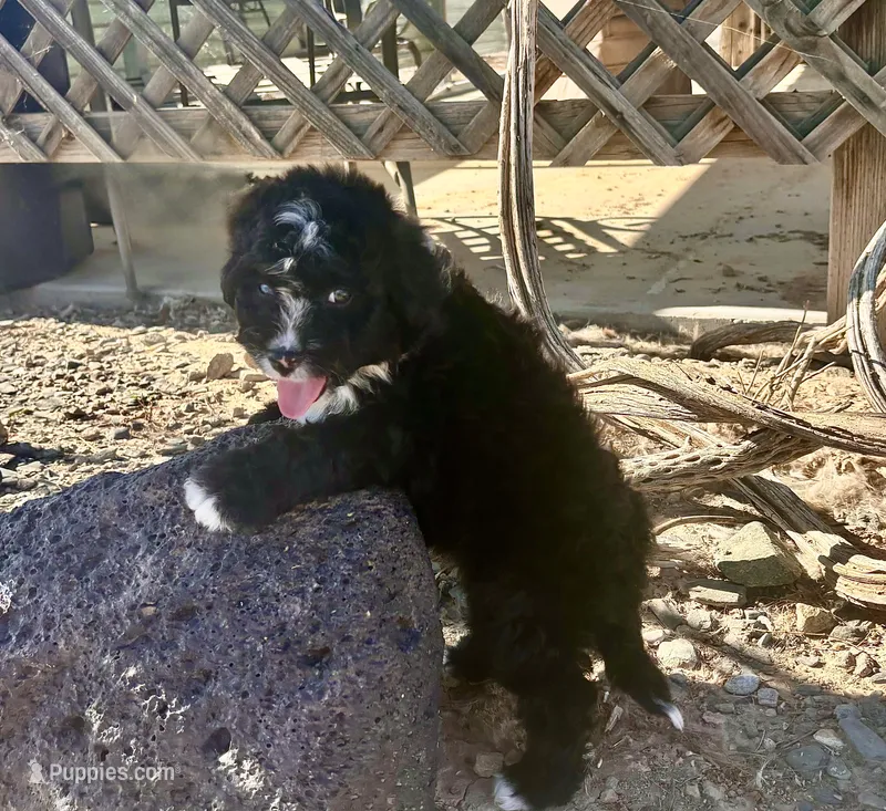 F1 Black and White Tuxedo Bi – Aussiedoodle puppy for sale in Quartzsite, AZ